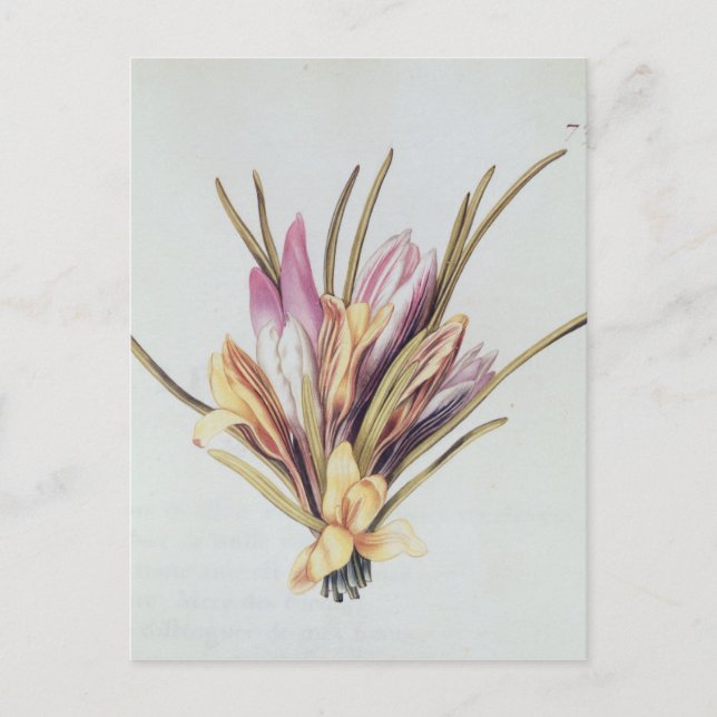 Carte Postale Saffron ou Crocus, de 'La Guirlande de Julie' (Devant)