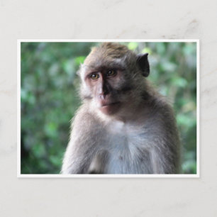 Carte Postale sage macaque