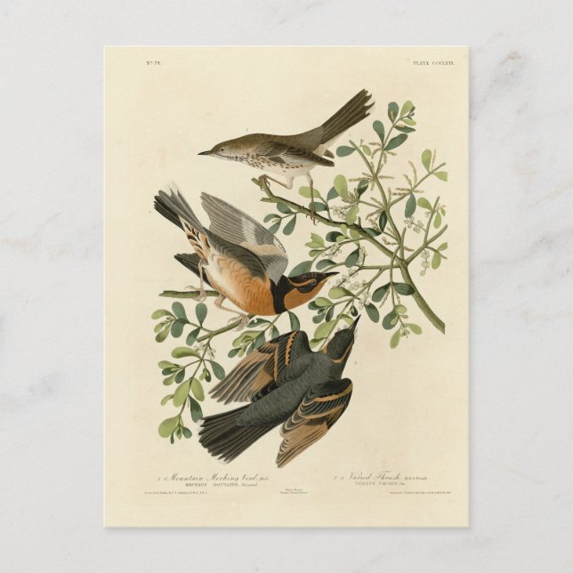 Carte Postale Sage Thrasher and Varied Thrush, Audubon's Birds (Devant)