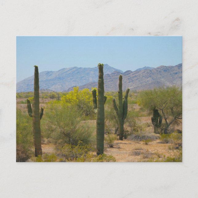 Carte Postale Saguaro Cactus (Devant)
