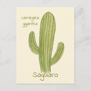 Carte postale Saguaro Cactus.