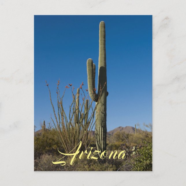 Carte postale Saguaro Cactus (Devant)