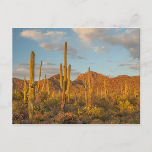 Carte Postale Saguaro cactus at sunset (Devant)