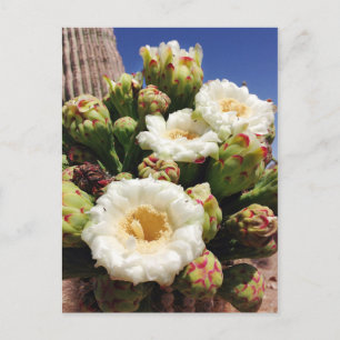 Carte Postale Saguaro Cactus Blossom - Arizona State Flower