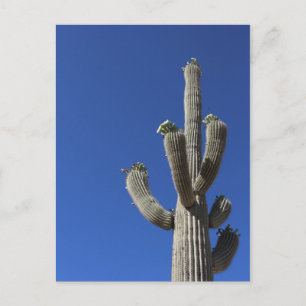 Carte Postale Saguaro Cactus no 4