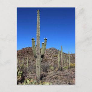 Carte Postale Saguaro Cactus no 9