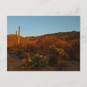 Carte Postale Saguaro Sunset I Arizona Désert Paysage