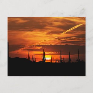 Carte Postale Saguaros pittoresque au coucher du soleil