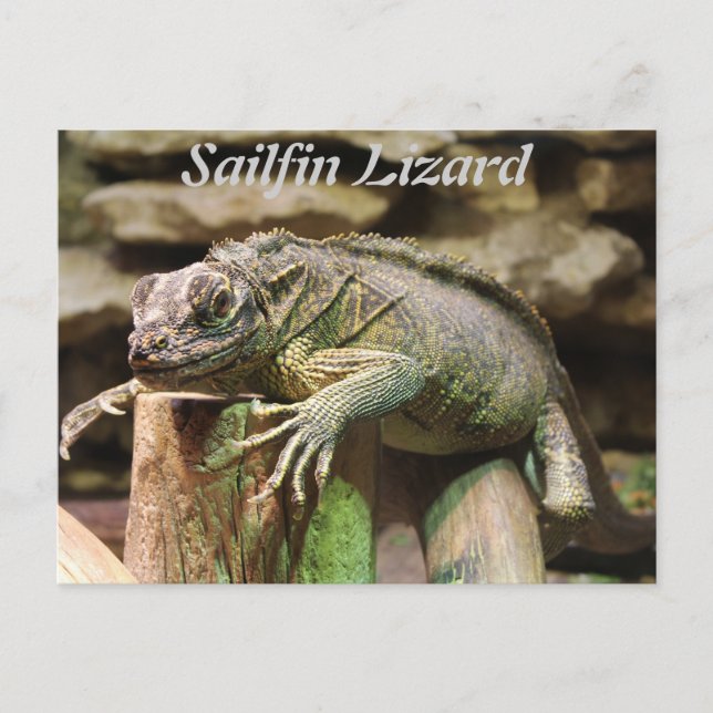 Carte Postale Sailfin Lizard (Devant)