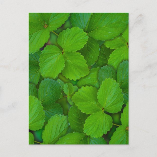 Carte Postale Saint Basil Tulsi Green Mint Feuilles (Devant)