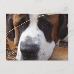 Carte postale Saint Bernard Dog