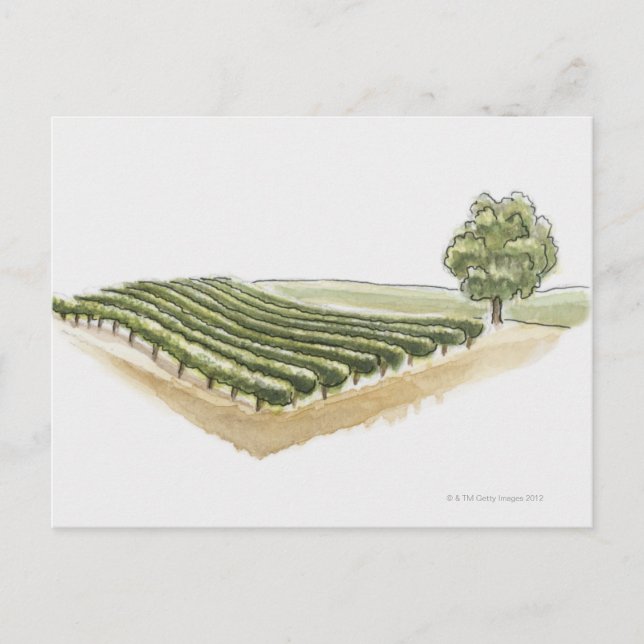 Carte Postale Saint-Emilion, France (Devant)