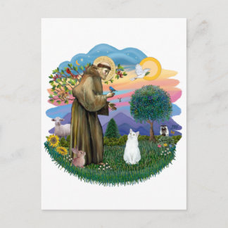 Carte Postale Saint Francis - Chat Blanc (SH Américain)