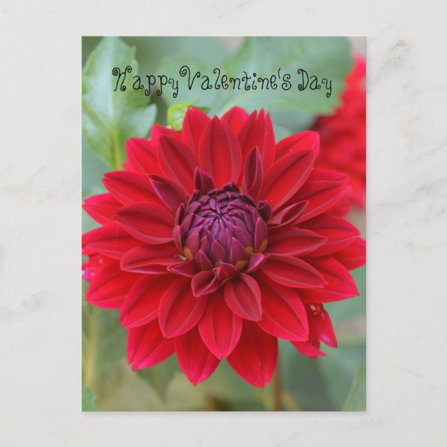 Carte postale Saint Valentin avec dahlia rouge (Devant)