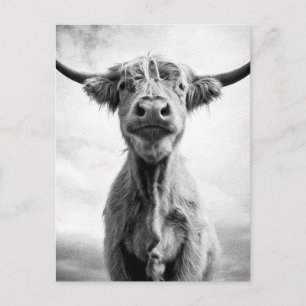 Carte Postale Sainte Vache, photographie en style de gravure noi