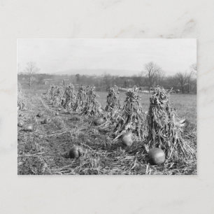 Carte Postale Saison de la récolte, 1906