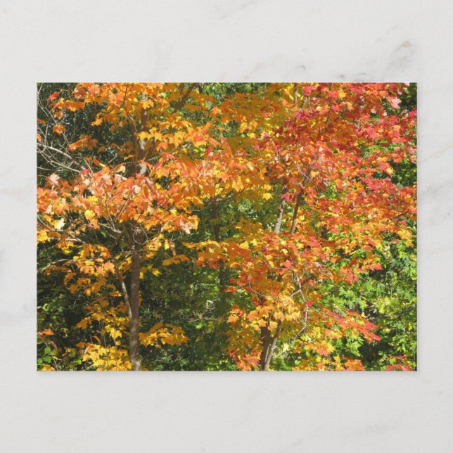 Carte Postale Saison du changement (Devant)