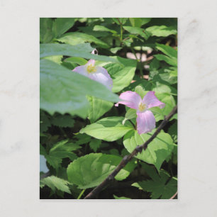 Carte Postale Saison Tardive Trillium