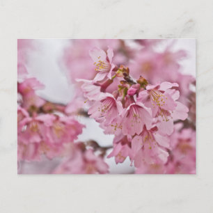 Carte Postale Sakura Cherry Blossoms rose pâle