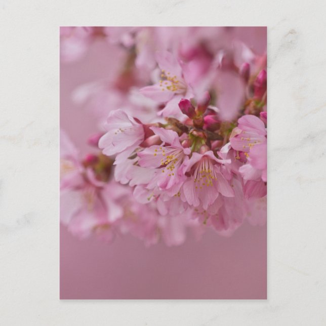 Carte Postale Sakura Cherry Blossoms rose pâle Réflexions (Devant)