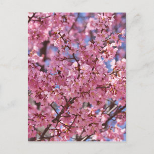 Carte Postale Sakura Pink Cherry Blossom Sky