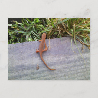Carte Postale Salamander