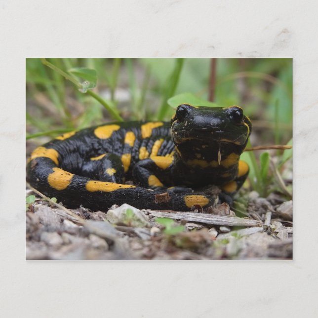 Carte Postale Salamander (Devant)