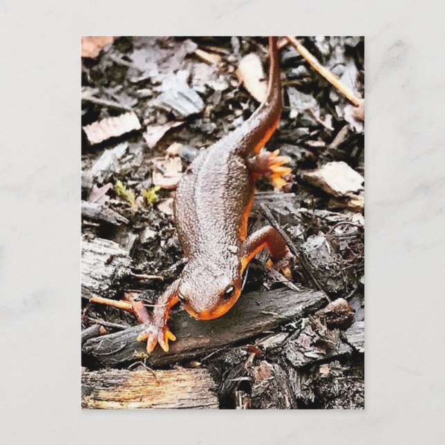 Carte Postale Salamandre dans la forêt (Devant)