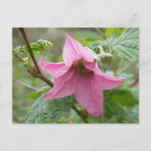Carte Postale Salmonberry Blossom, île de l'Unalaska