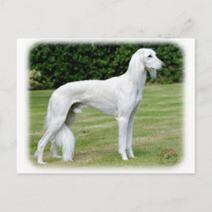 Carte Postale Saluki