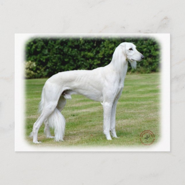 Carte Postale Saluki (Devant)