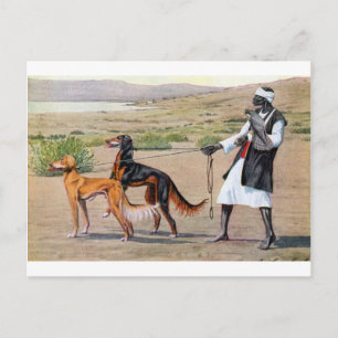 Carte Postale Saluki