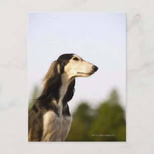 Carte Postale Saluki 2