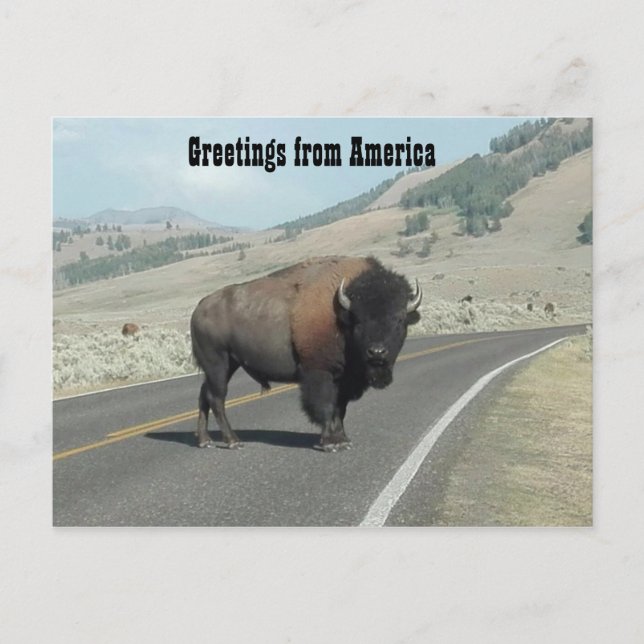Carte Postale Salut de l'Amérique - Bison (Devant)