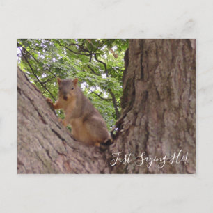Carte Postale Salut, mignon écureuil dans l'arbre