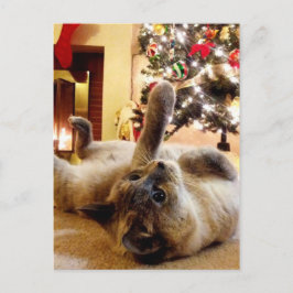 Carte Postale Salutation de Noël par Bubbles the cat