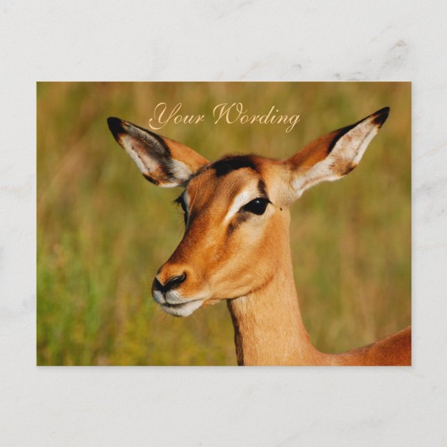 Carte Postale Salutation des animaux de safari d'Impala (Devant)