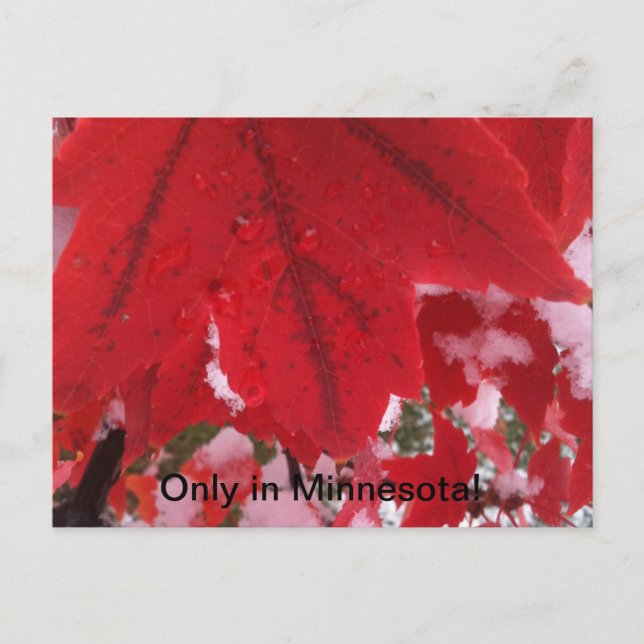 Carte Postale Salutation du Minnesota (Devant)