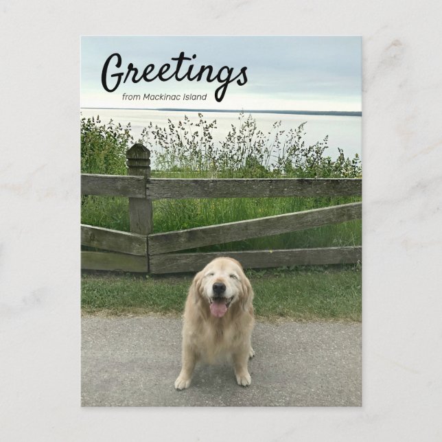 Carte Postale Salutation Golden Retriever de Mackinac Island (Devant)