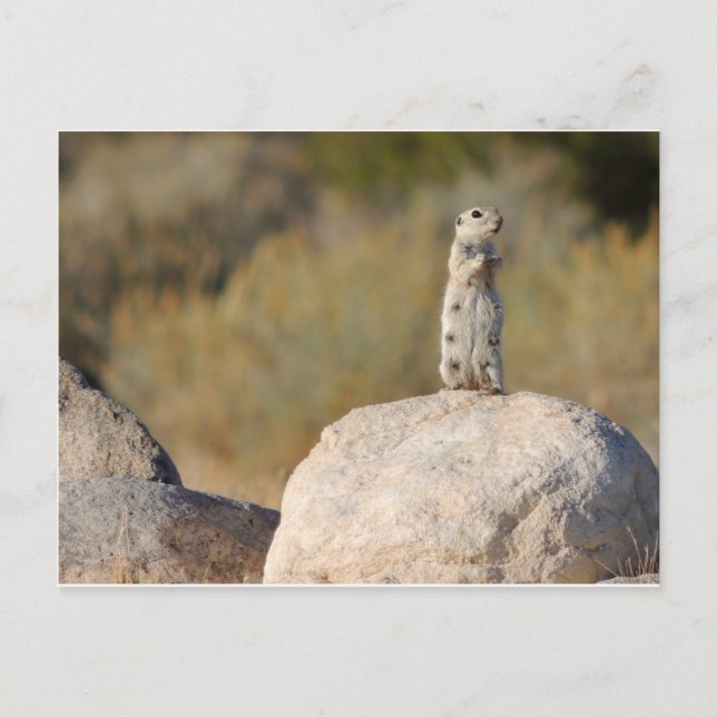 Carte Postale Salutations amicales (Devant)