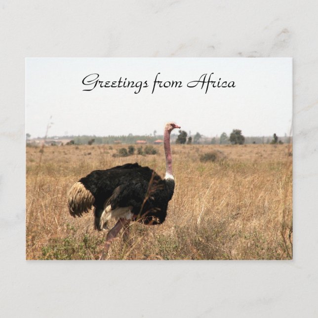 Carte Postale salutations autruches (Devant)