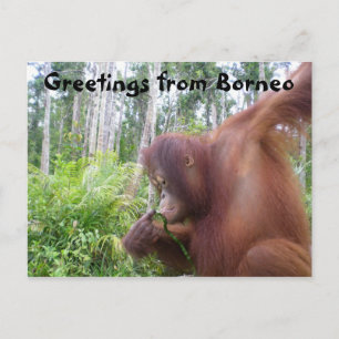 Carte Postale Salutations de Borneo