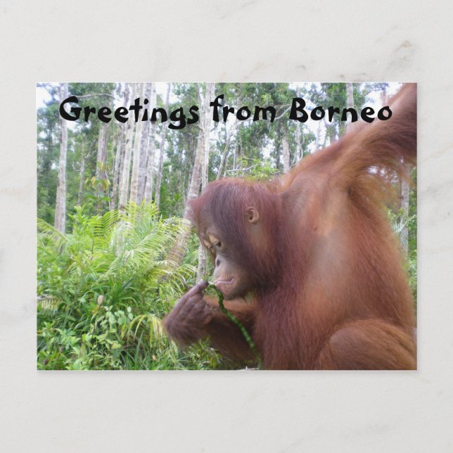 Carte Postale Salutations de Borneo (Devant)