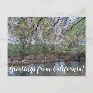 Carte Postale Salutations de Californie : Putah Creek