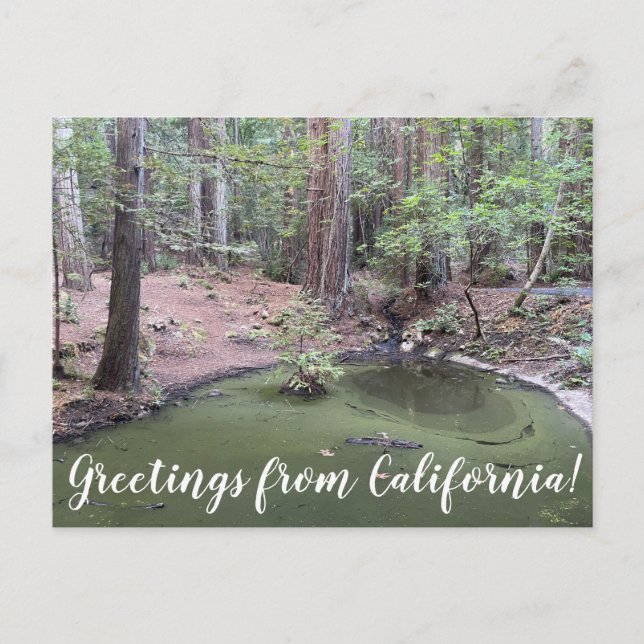 Carte Postale Salutations de Californie : Redwood Forest Bathe (Devant)