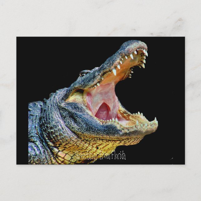 Carte Postale Salutations de Floride (Devant)