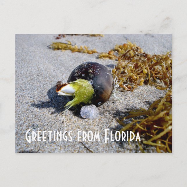 Carte Postale Salutations de Floride (Devant)