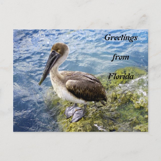 Carte Postale Salutations de Floride (Devant)