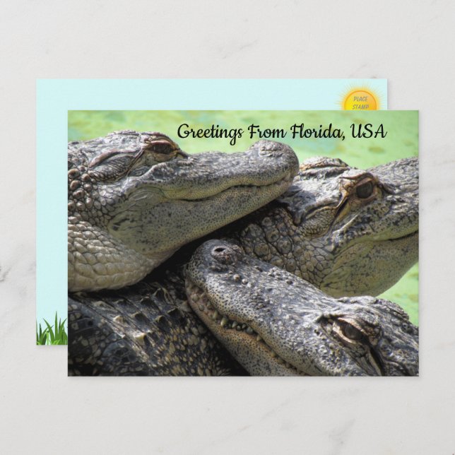 Carte Postale Salutations De Floride Alligator (Devant / Derrière)