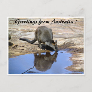 Carte Postale Salutations de réflexion wallaby